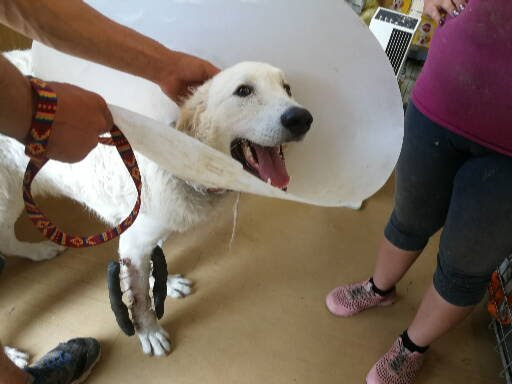 owalo design Franziskus Tierheim Hundevermittlung
