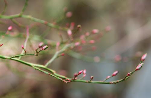 Naturewalk9