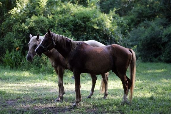  photo horses.jpg