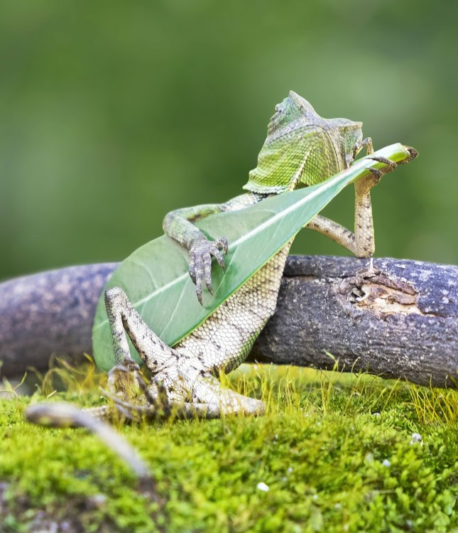 lagartiga tomando a una hoja como una guitarra