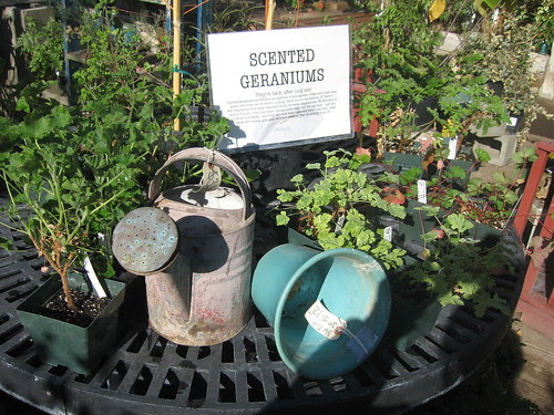 Scented geraniums and vintage garden accessories