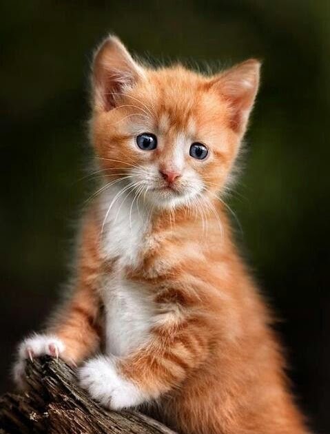 Orange Kitten Orange Cute Cat Pictures - Kitten