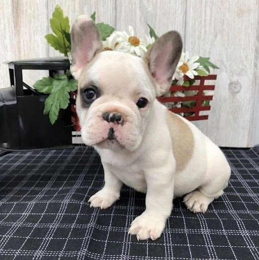 French Bulldog Puppies With Spots Pets Lovers