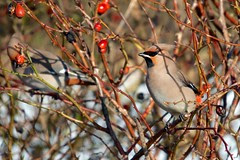 Waxwing - disdainful in the shade