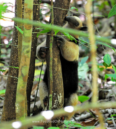 tamandua