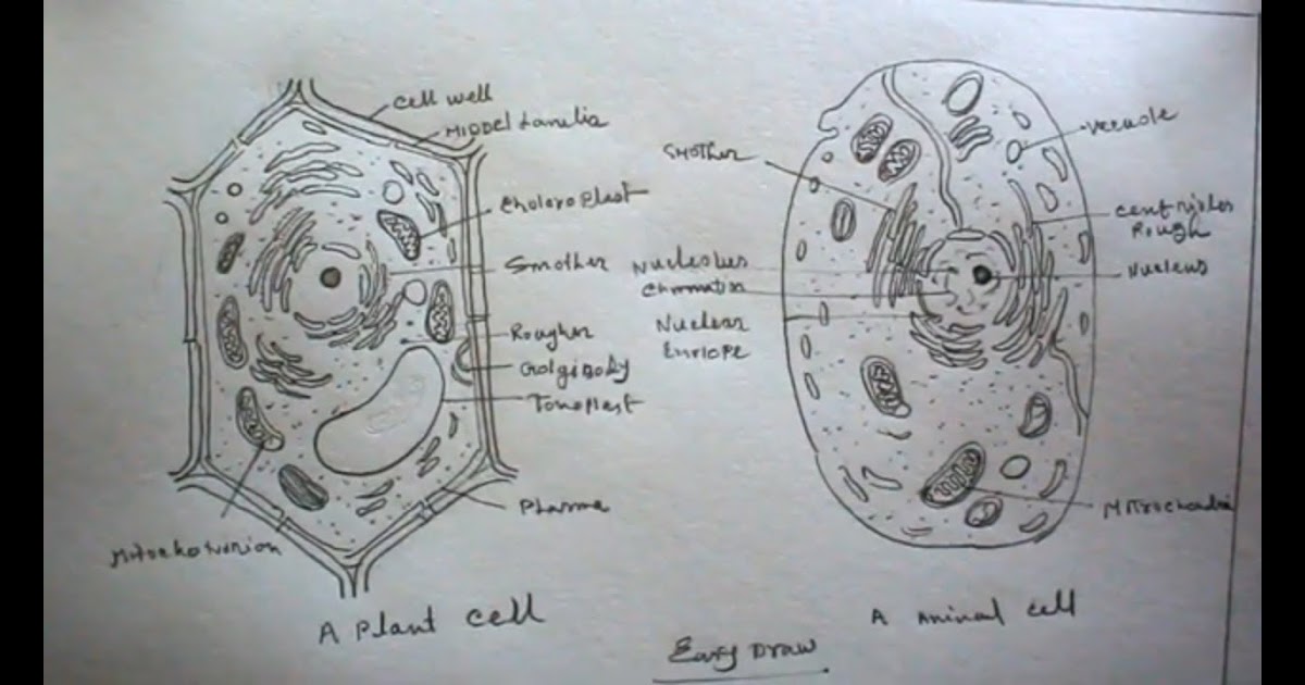 How To Draw Plant Cell And Animal Cell - Animal West