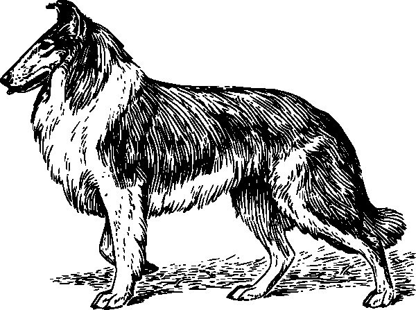 Lassie Malvorlage