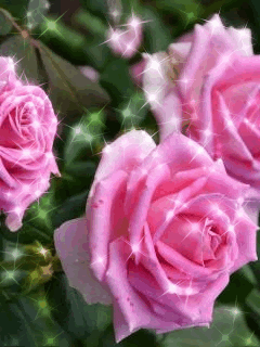 Роскошные розы