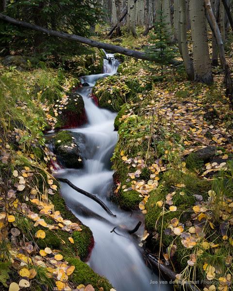 Forest stream Forest stream