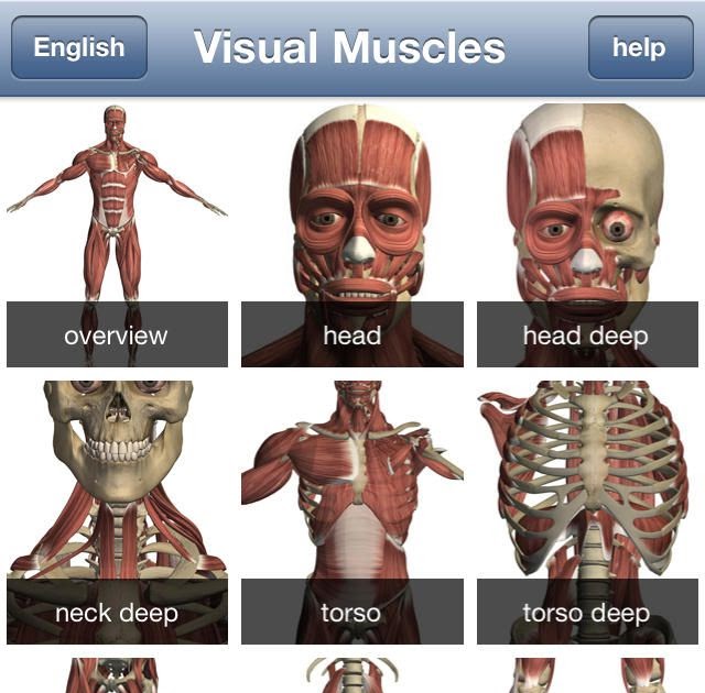All Human Body Muscles Names - Muscles of the Pectoral Girdle and Upper