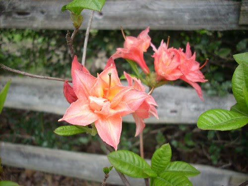 Azalea 1