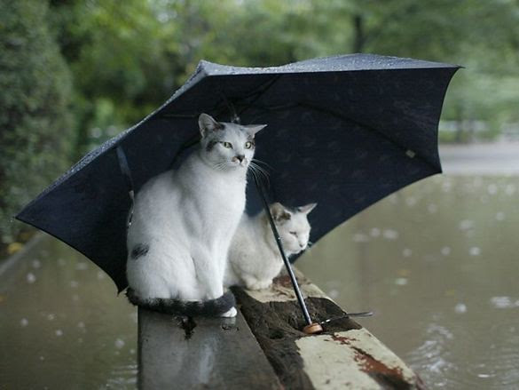 Banjir pun bisa Enjoy