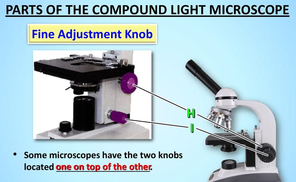 tangstar-science-microscope-parts-review-worksheet-answers-micropedia