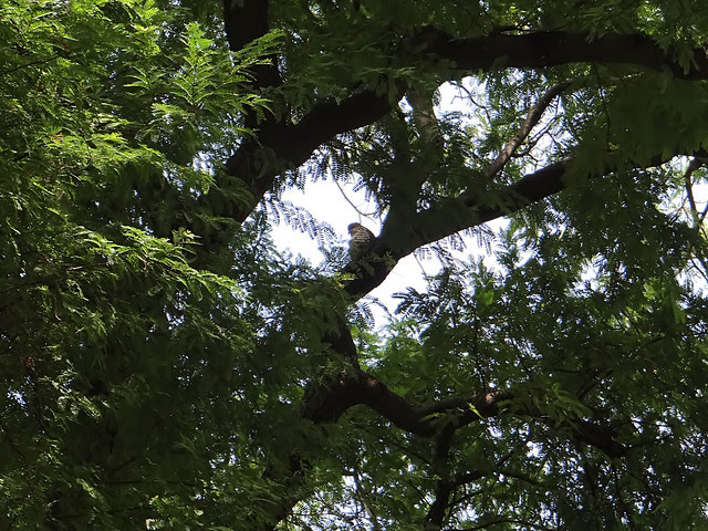 鳳頭蒼鷹/無限台南
