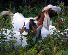 Boer x Nubian goats browsing