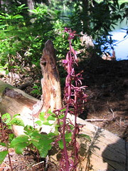 Indian pipe.JPG