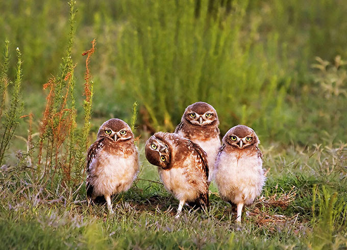 ベスト50 動物 おもしろ画像 最高の動物画像