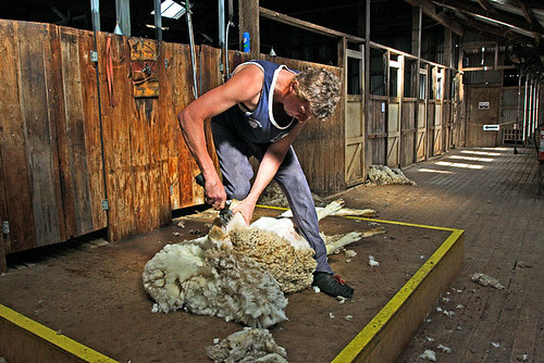 Hay, New South Wales, Australia, The Long Paddock, sheep shearer IMG_5805_Hay