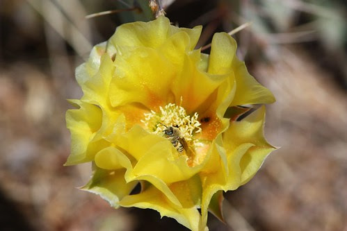Prickly Pear Bloom with Bee