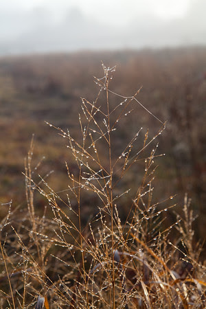 Edgartown News, Foggy Edgartown, Morning Mist