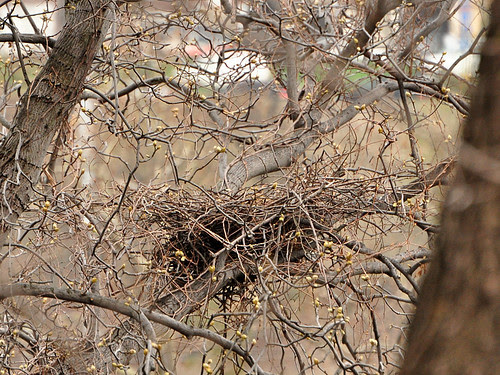 Abandoned Nest