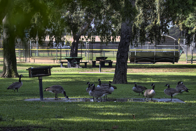 Canada geese at Furman Park