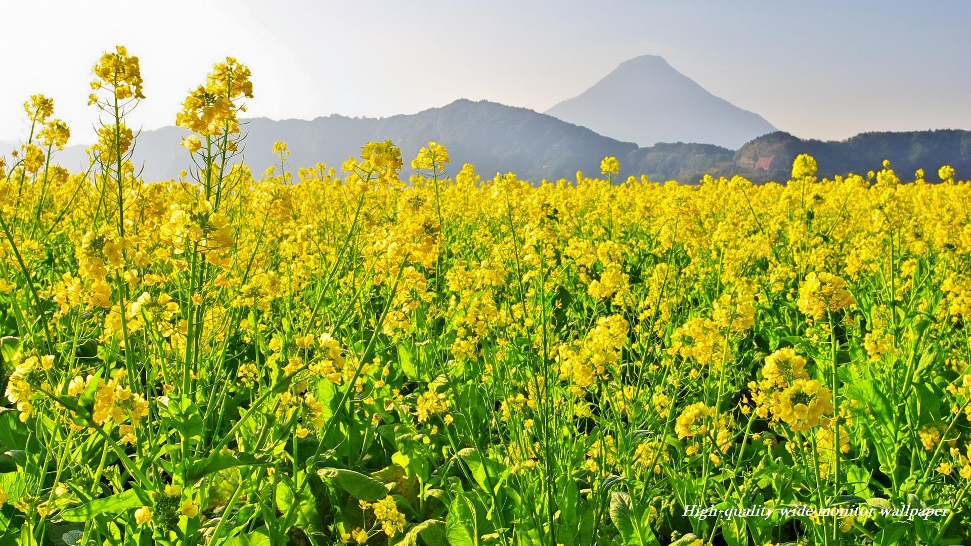 心に強く訴える菜の花 壁紙 最高の花の画像