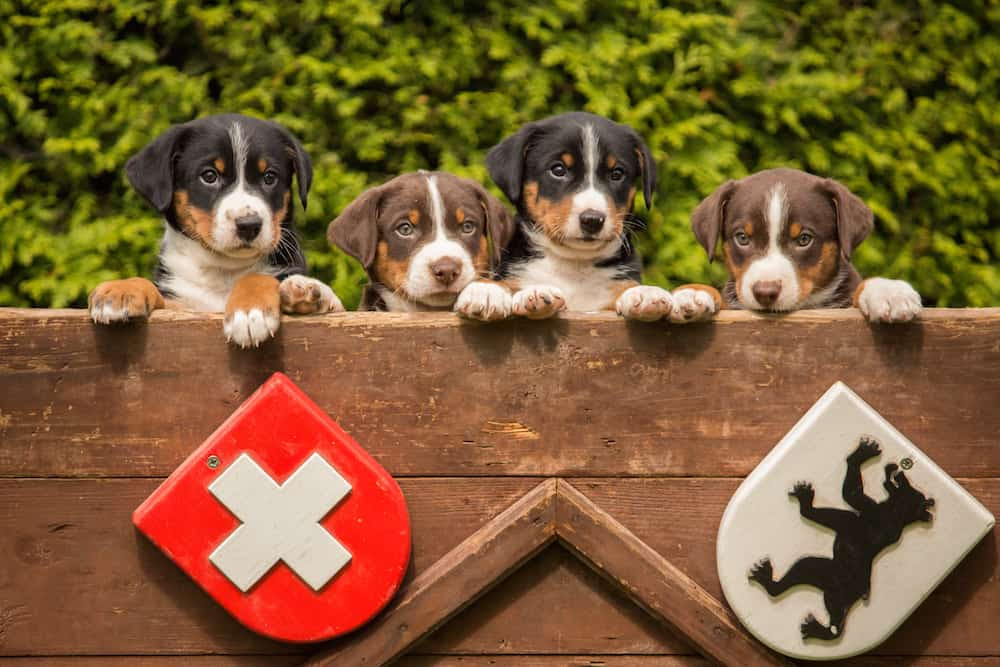 Appenzeller Sennenhund Züchter österreich