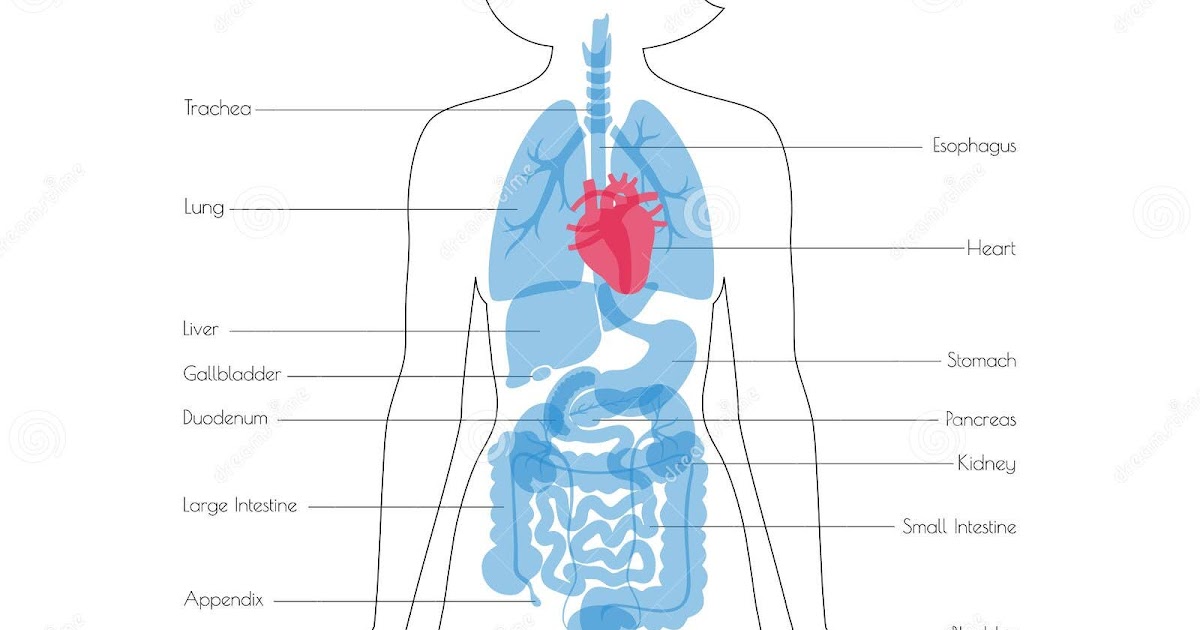 female anatomy organs left side