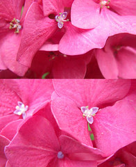 Dewy morning