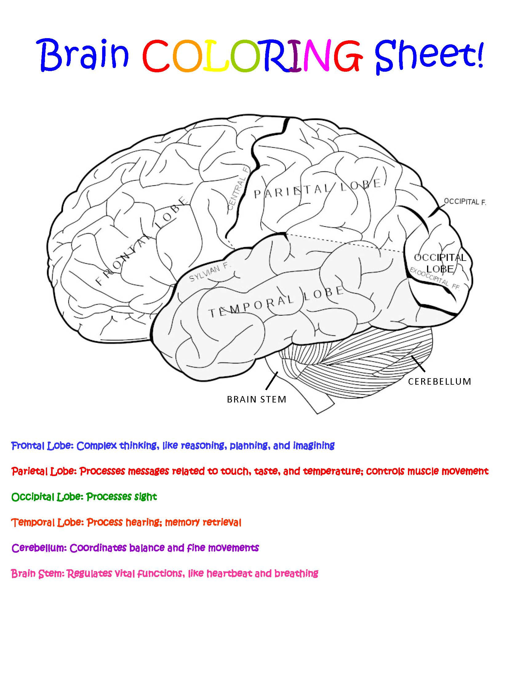 Parts Of The Brain Coloring Sheet Hakume Colors
