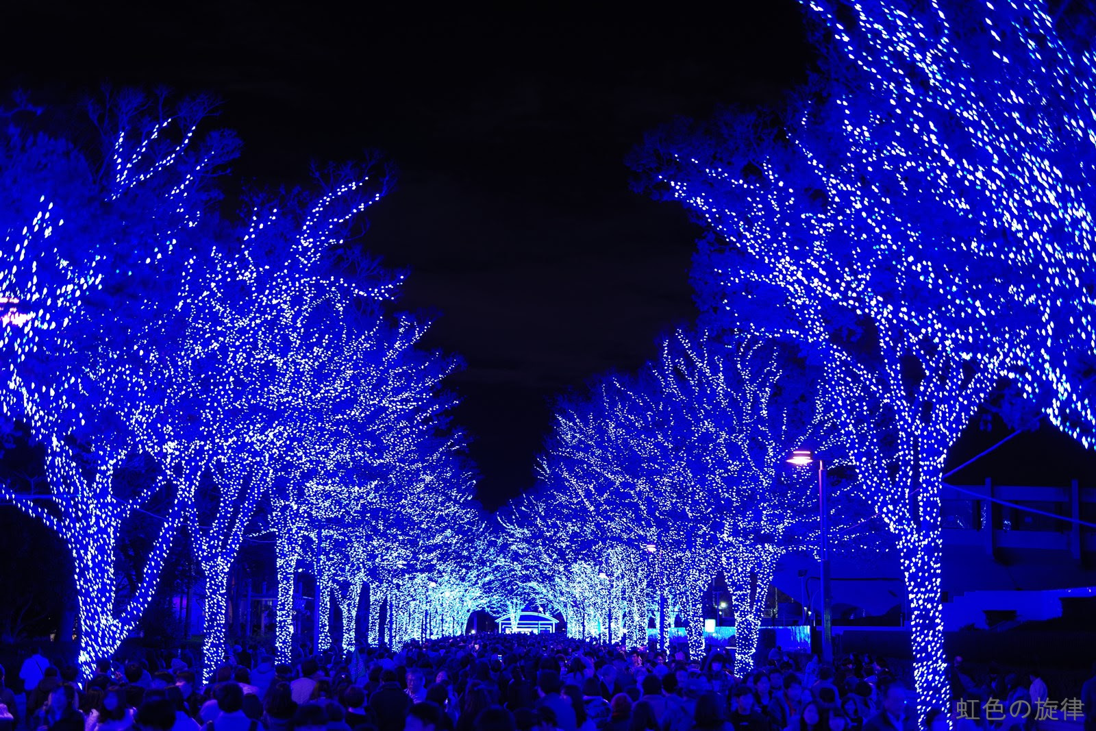 すべての花の画像 無料印刷可能壁紙 イルミネーション 高画質