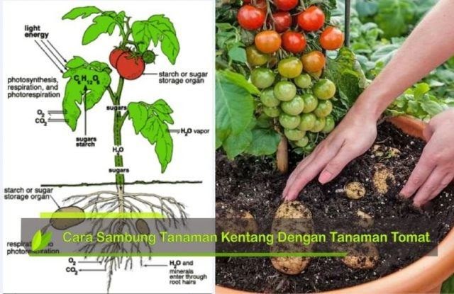 Makalah Budidaya Tomat Pdf Sun Books