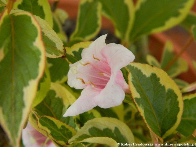Krzewuszka Nana Variegata Krzewuszka Nana Variegata