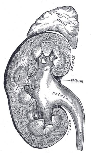 Vertical section of kidney, from Grey's Anatomy, on Wikimedia