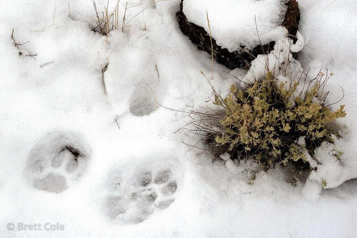 Fisher Tracks Bobcat Tracks In Snow Images / A Colorado Hunter's Life