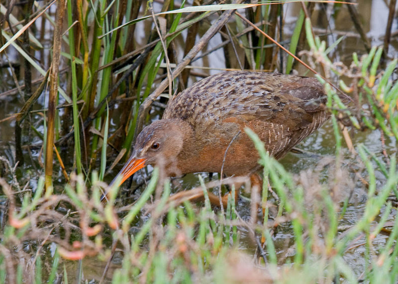 Clapper Rail Clapper Rail