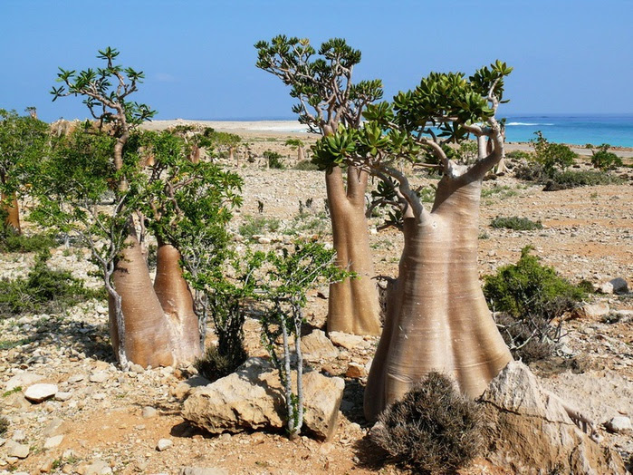 73742276_large_socotra_20 (700x524, 228Kb)