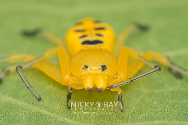 Return of the Eight-Spotted Crab Spider - Macro Photography in Singapore