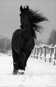 Black Beauty.
