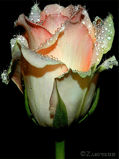 Hinhnenso1.com-hinh-dong-.055