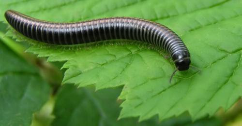 29+ Gambar hewan arthropoda beserta namanya terbaru