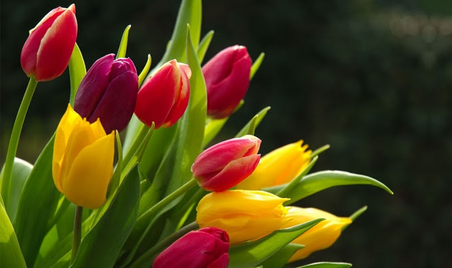 Image result for flower picture