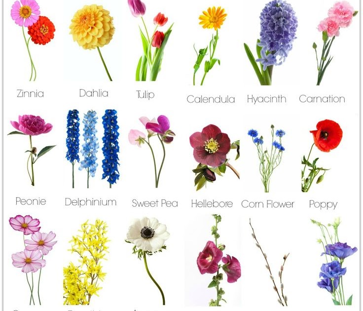 Cecilie Jensen Types Of Flowers With Names And Images Types Of