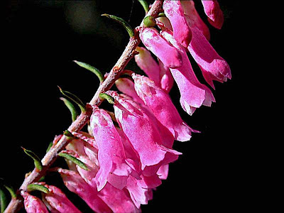 Epacris impressa