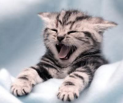 my kitty!! Pictures, Images and Photos