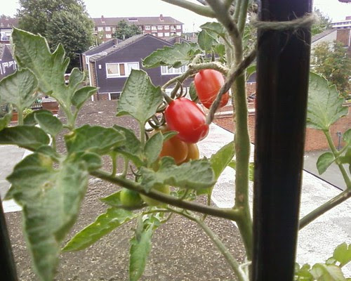 studio tomato