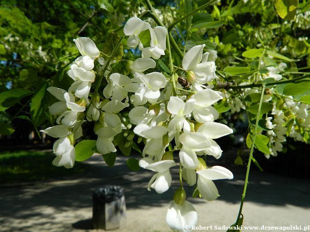 Robinia biała - kwiaty Kwitnie robinia biała