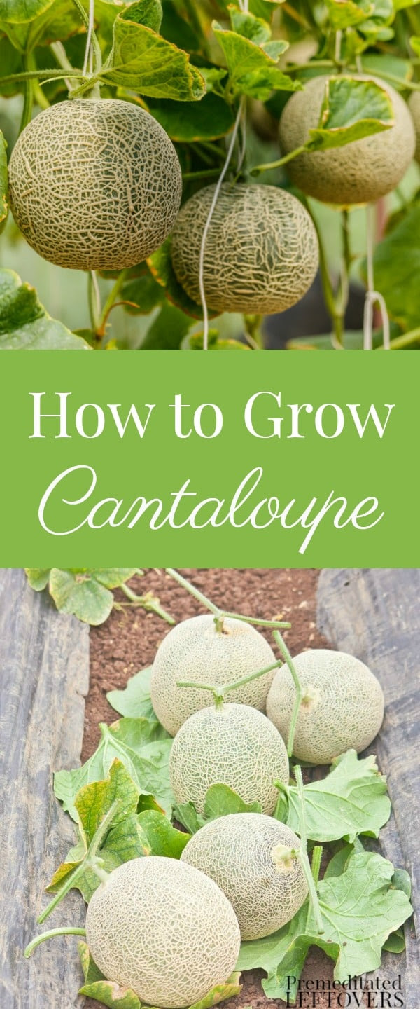 How to Grow Cantaloupe in Your Garden - From Seed to Harvest