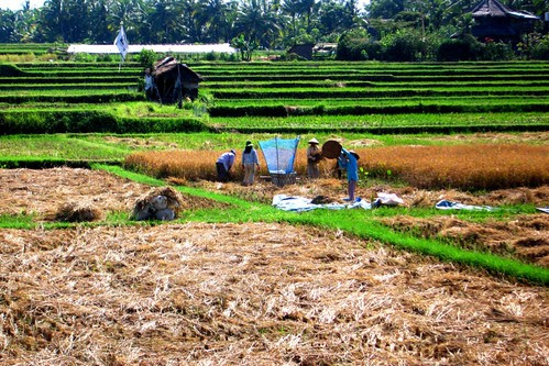 Rice harvest